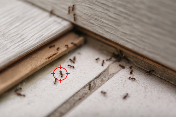 Flea Control Services in Hardinsburg, KY